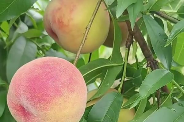 桃子套袋前的定果方法，遵循留优去劣的原则