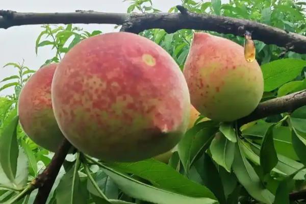 桃子套袋前的定果方法，遵循留优去劣的原则