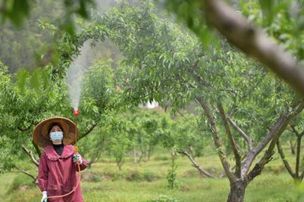 桃子套袋前的定果方法，遵循留优去劣的原则