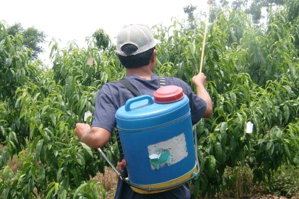 桃子套袋前的定果方法，遵循留优去劣的原则