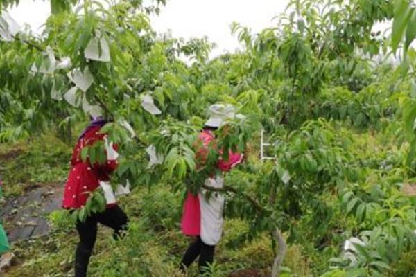 桃子套袋前的定果方法，遵循留优去劣的原则