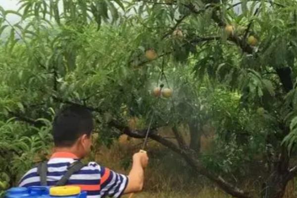 桃子套袋前的定果方法，遵循留优去劣的原则