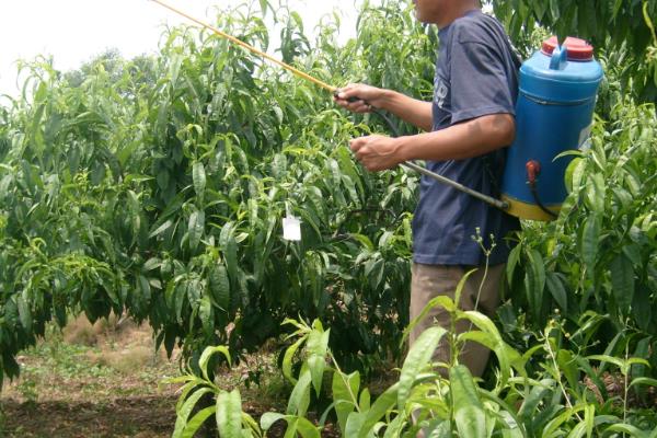 桃子套袋前的定果方法，遵循留优去劣的原则