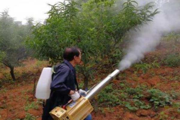 桃子套袋前的定果方法，遵循留优去劣的原则