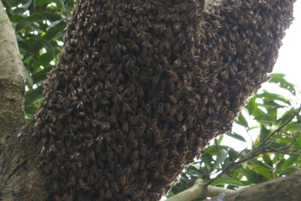 中蜂的繁殖群数，自然分蜂一年繁殖3-5群