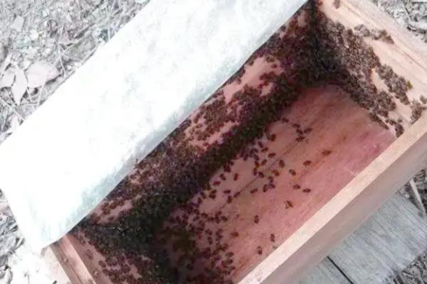 中蜂的繁殖群数，自然分蜂一年繁殖3-5群