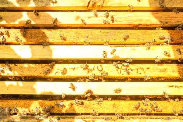 中蜂的繁殖群数，自然分蜂一年繁殖3-5群