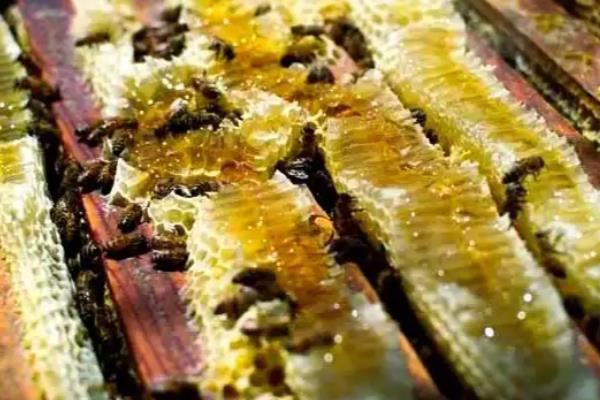 中蜂的繁殖群数，自然分蜂一年繁殖3-5群