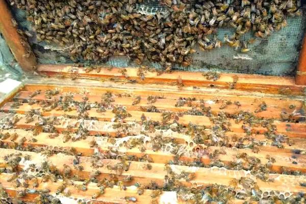 中蜂的繁殖群数，自然分蜂一年繁殖3-5群