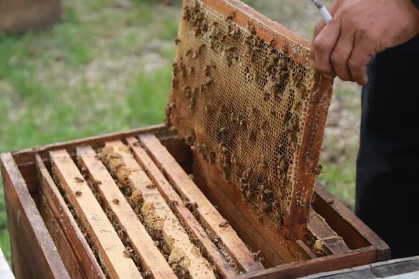 中蜂的繁殖群数，自然分蜂一年繁殖3-5群