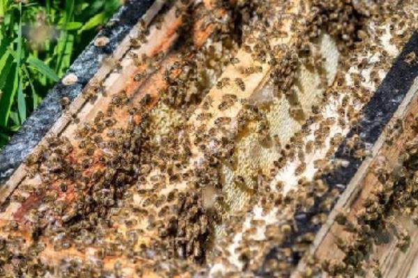 中蜂的繁殖群数，自然分蜂一年繁殖3-5群