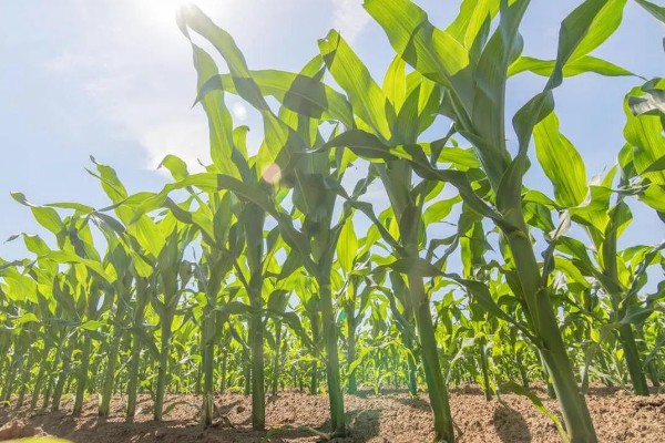 如何防治玉米黑粉病,发现病瘤要及早割除