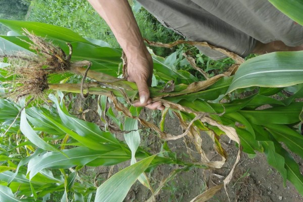 如何防治玉米黑粉病,发现病瘤要及早割除