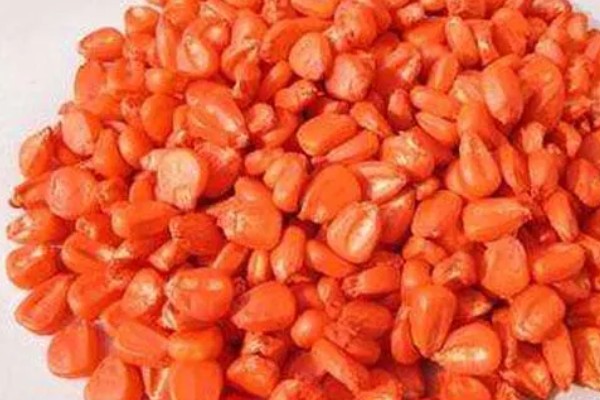 如何防治玉米黑粉病,发现病瘤要及早割除