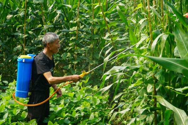 如何防治玉米黑粉病,发现病瘤要及早割除