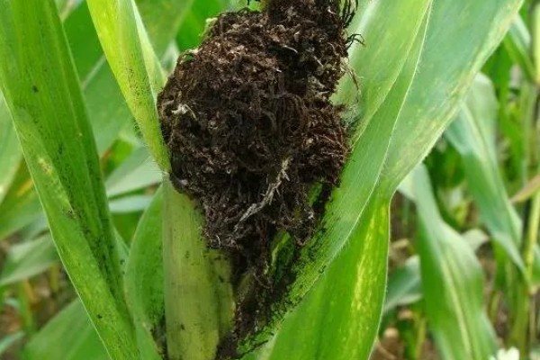 如何防治玉米黑粉病,发现病瘤要及早割除