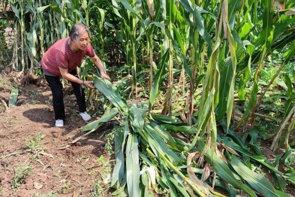 如何防治玉米黑粉病,发现病瘤要及早割除