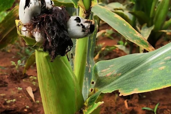 如何防治玉米黑粉病,发现病瘤要及早割除