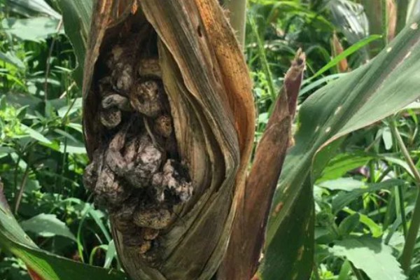 如何防治玉米黑粉病,发现病瘤要及早割除