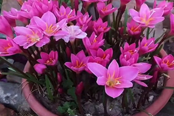 冬天风雨兰叶子剪掉吗，是需要剪掉的