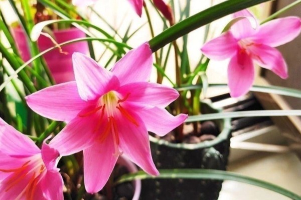 冬天风雨兰叶子剪掉吗，是需要剪掉的