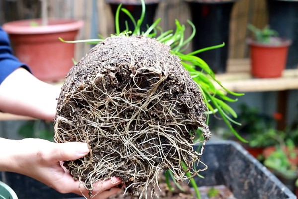 冬天风雨兰叶子剪掉吗，是需要剪掉的