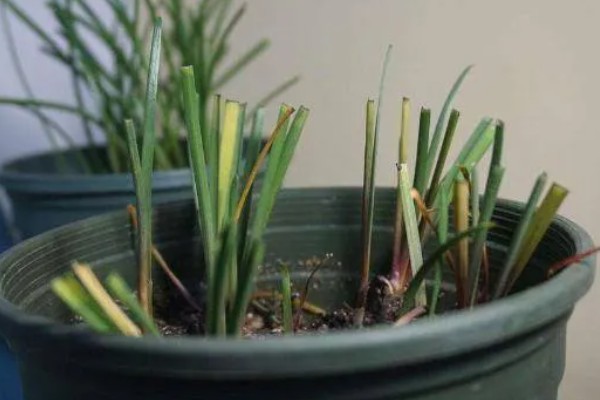 冬天风雨兰叶子剪掉吗，是需要剪掉的