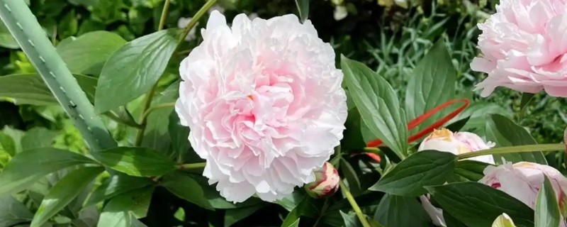 种芍药要不要把芽露出来，要把芽露出来