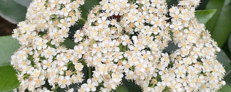 石楠花的形态特征，叶片长椭圆形花朵呈白色