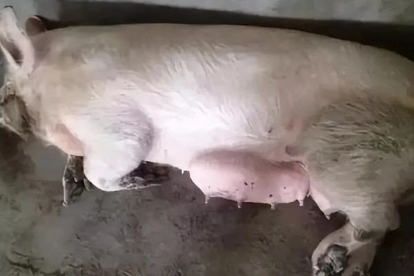 母猪乳房炎症状，乳房会红肿