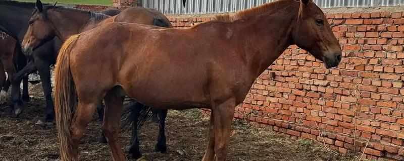 马的繁殖方法，胎生繁殖具有妊娠期