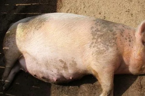 母猪乳房炎症状，乳房会红肿