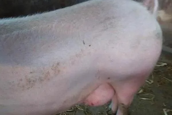 母猪乳房炎症状，乳房会红肿