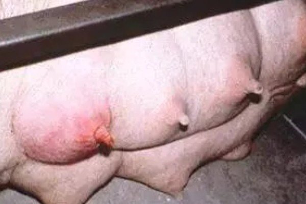 母猪乳房炎症状，乳房会红肿