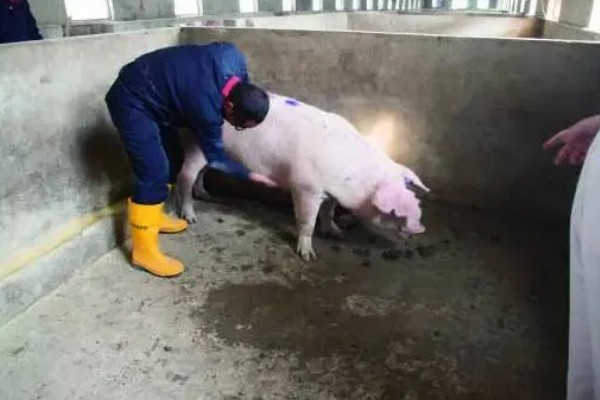 母猪乳房炎症状，乳房会红肿