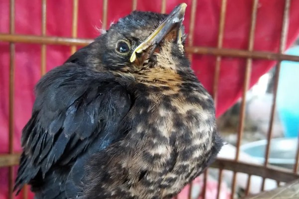 乌鸫鸟会认主人吗，是认主人的