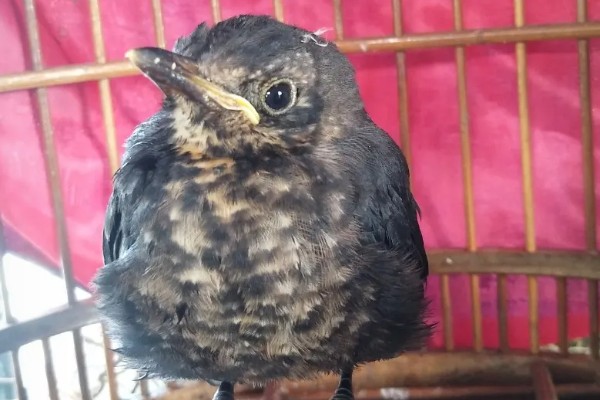 乌鸫鸟会认主人吗，是认主人的