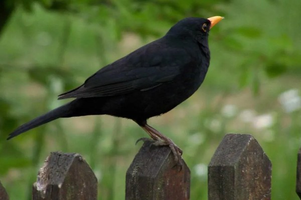 乌鸫鸟会认主人吗，是认主人的