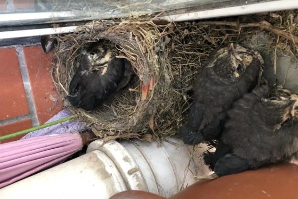 乌鸫鸟会认主人吗，是认主人的