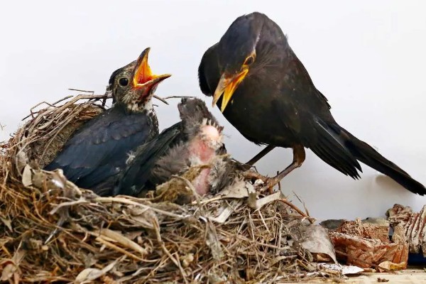乌鸫鸟会认主人吗，是认主人的