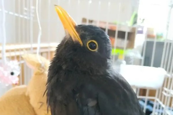 乌鸫鸟会认主人吗，是认主人的