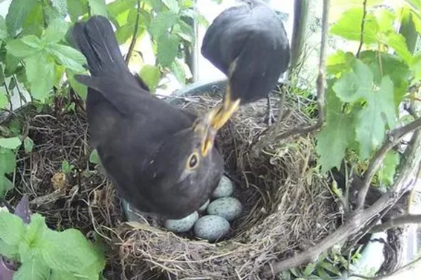 乌鸫鸟会认主人吗，是认主人的