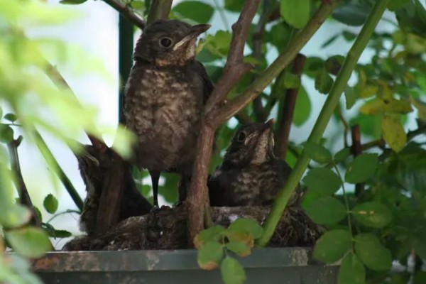 乌鸫鸟会认主人吗，是认主人的
