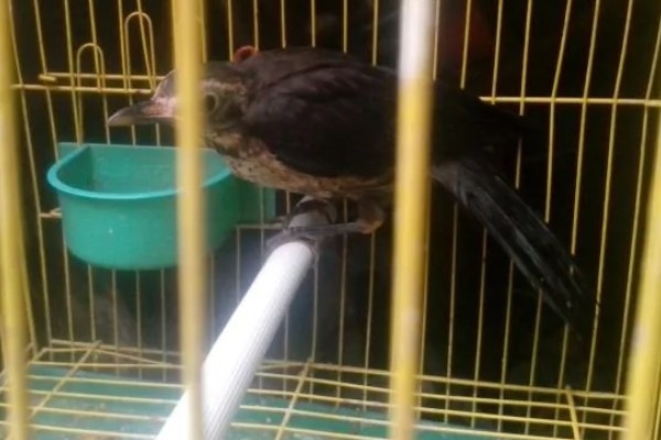 乌鸫鸟会认主人吗，是认主人的