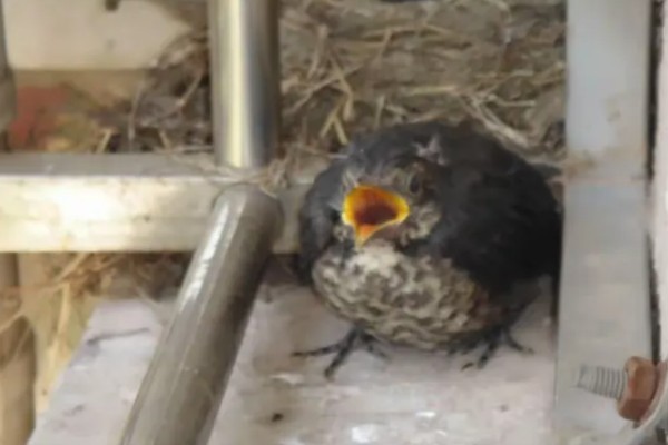 乌鸫鸟会认主人吗，是认主人的