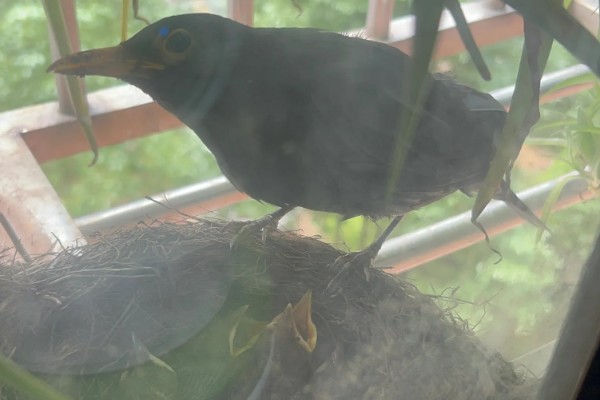 乌鸫鸟会认主人吗，是认主人的