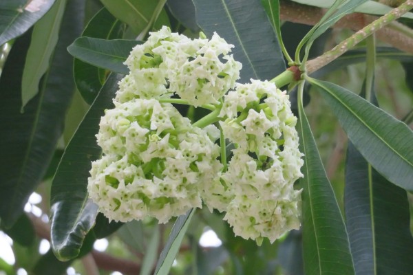 为什么糖胶树花晚上臭，因为树体内所含的氧化芳樟醇浓度过高