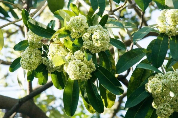 为什么糖胶树花晚上臭，因为树体内所含的氧化芳樟醇浓度过高