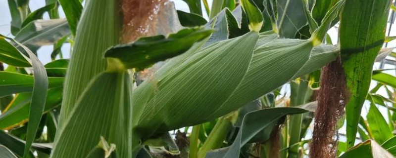 玉米的成熟时间，一般在8-10月