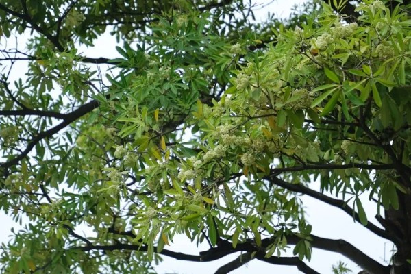 为什么糖胶树花晚上臭，因为树体内所含的氧化芳樟醇浓度过高